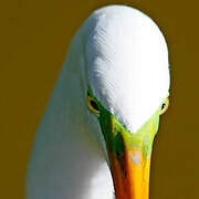 Grande Aigrette