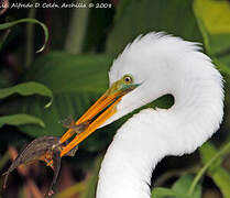 Grande Aigrette