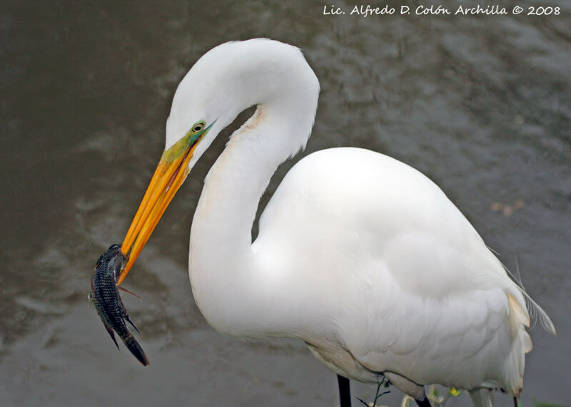 Great Egret