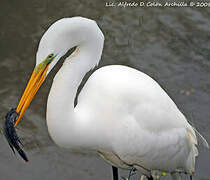 Grande Aigrette