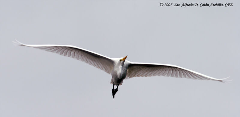 Great Egret