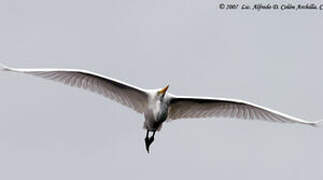 Grande Aigrette