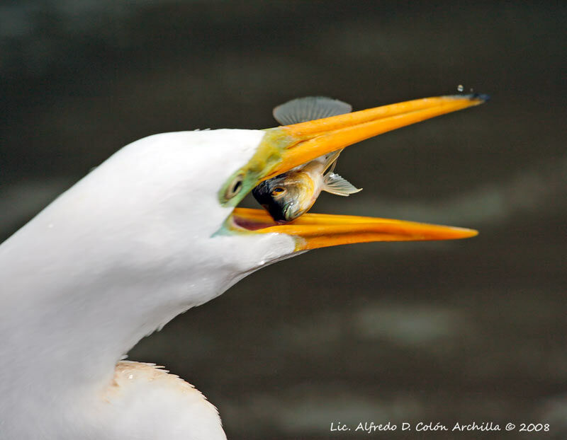 Great Egret