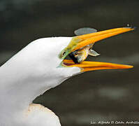 Grande Aigrette