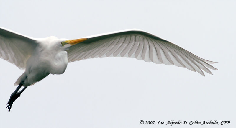 Grande Aigrette