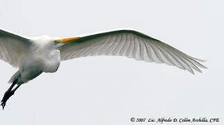 Great Egret