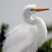 Grande Aigrette