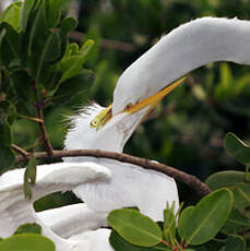 Grande Aigrette