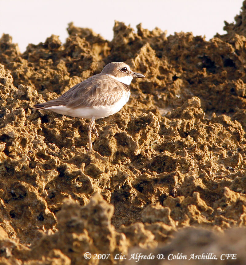 Wilson's Plover