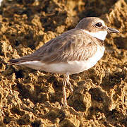 Wilson's Plover