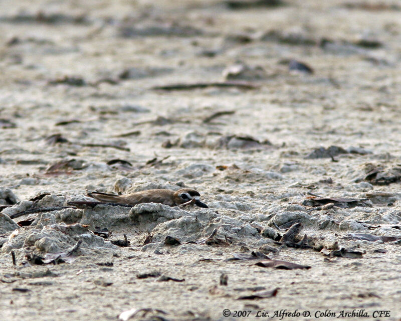 Wilson's Plover