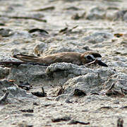 Wilson's Plover