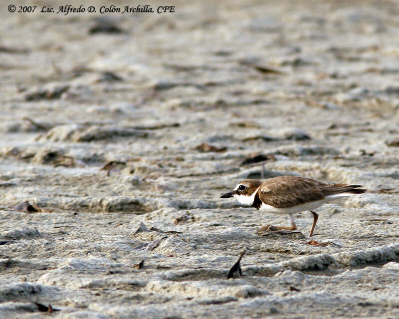 Wilson's Plover