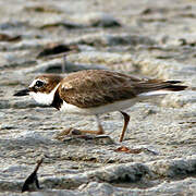 Wilson's Plover