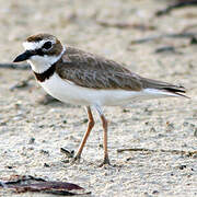 Wilson's Plover