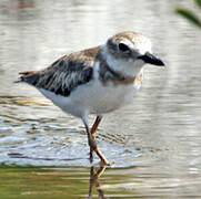 Wilson's Plover