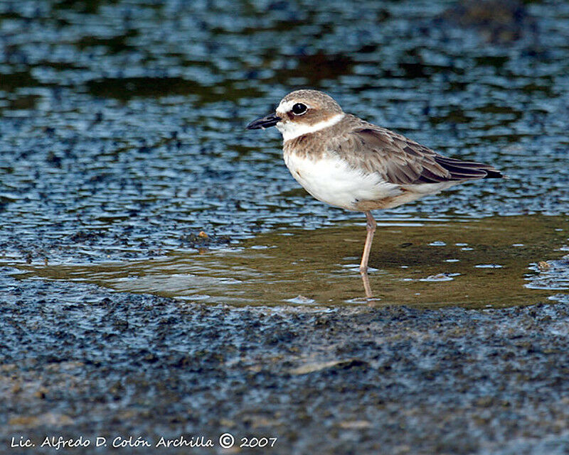 Wilson's Plover