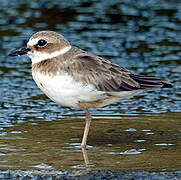 Wilson's Plover