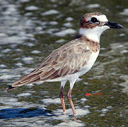 Wilson's Plover