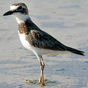 Wilson's Plover