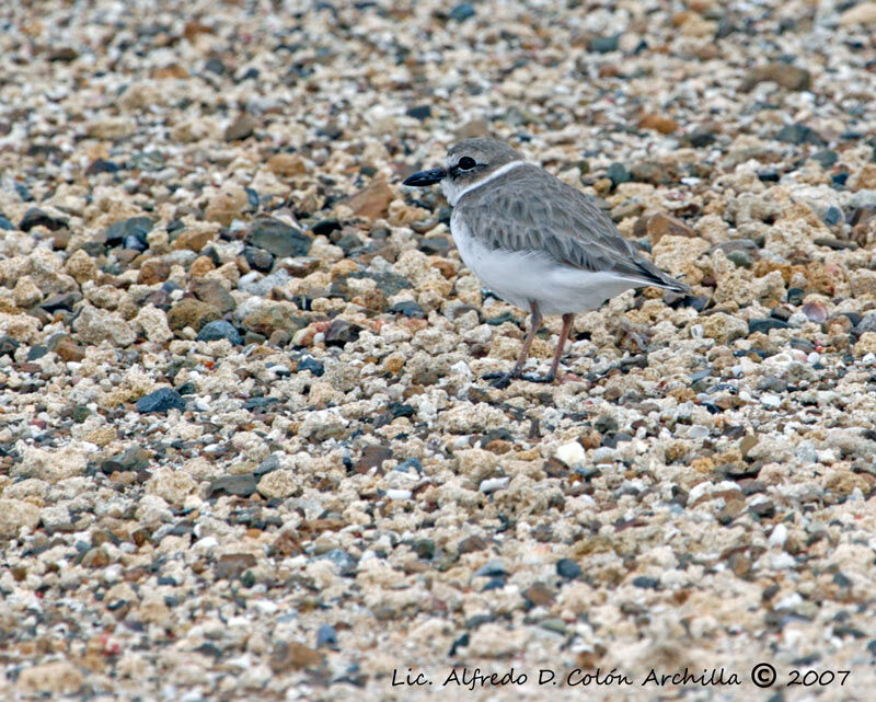 Wilson's Plover