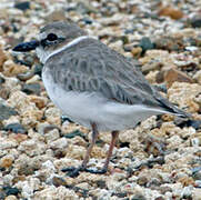 Wilson's Plover