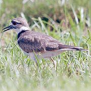 Killdeer