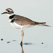 Killdeer