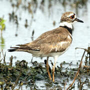 Killdeer