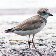 Semipalmated Plover