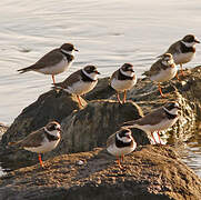 Semipalmated Plover