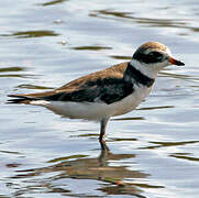 Semipalmated Plover