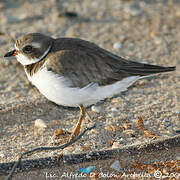 Semipalmated Plover