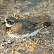 Semipalmated Plover