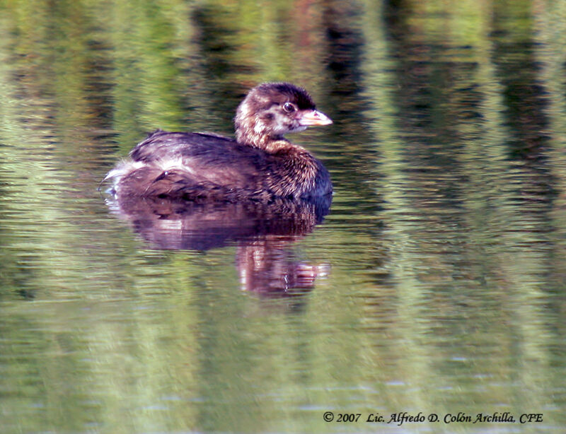 Pied-billed Grebejuvenile