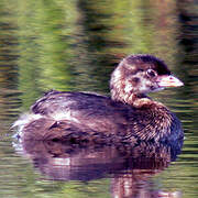 Pied-billed Grebe