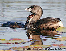 Pied-billed Grebe