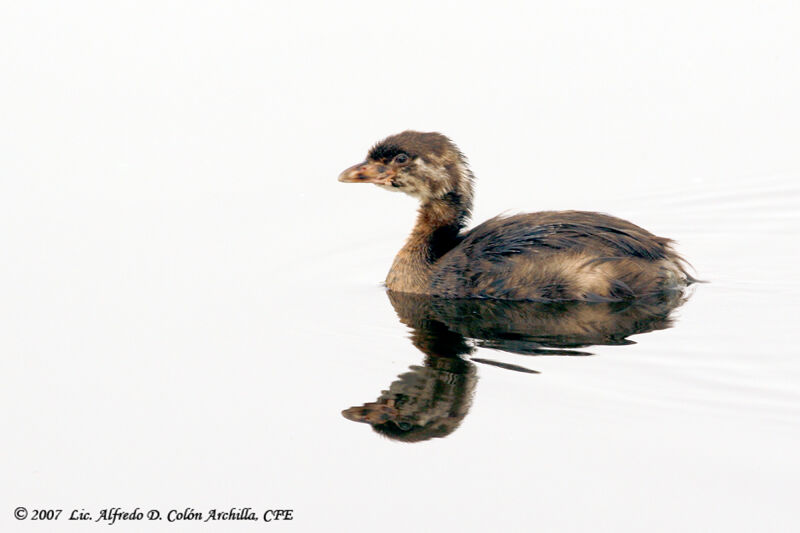 Pied-billed Grebejuvenile