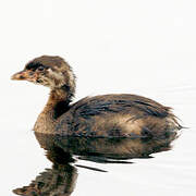 Pied-billed Grebe