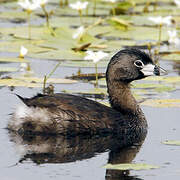 Pied-billed Grebe