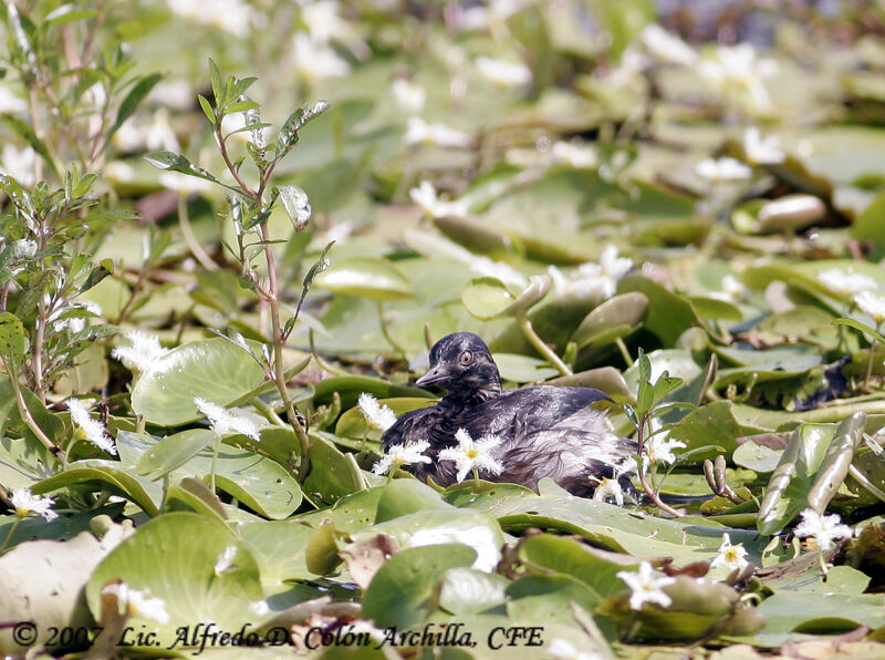 Least Grebe