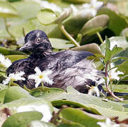 Least Grebe