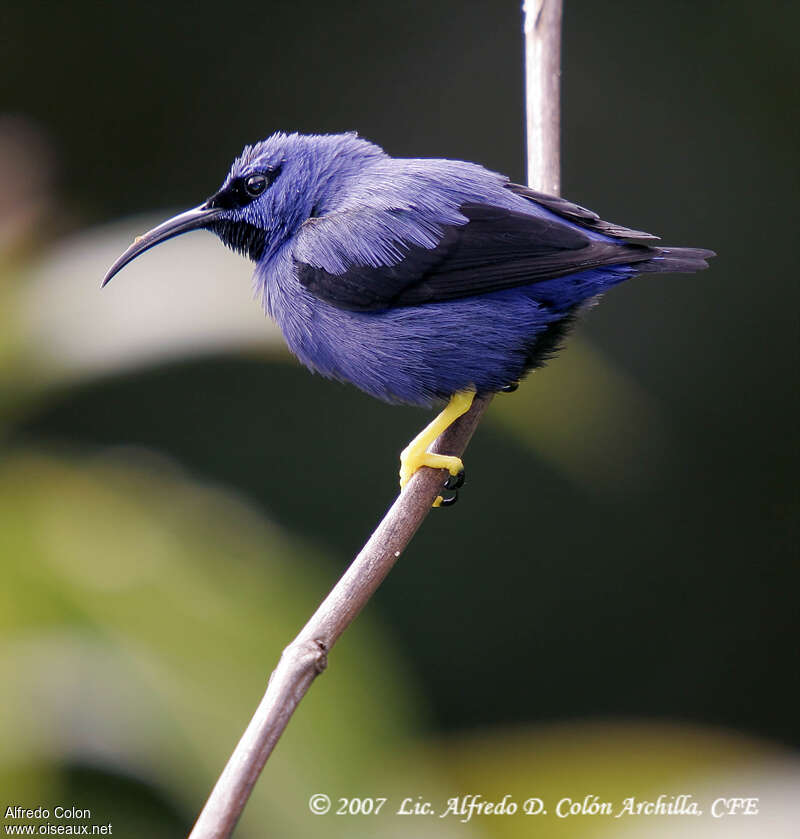 Purple Honeycreeper male adult, identification