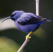 Purple Honeycreeper