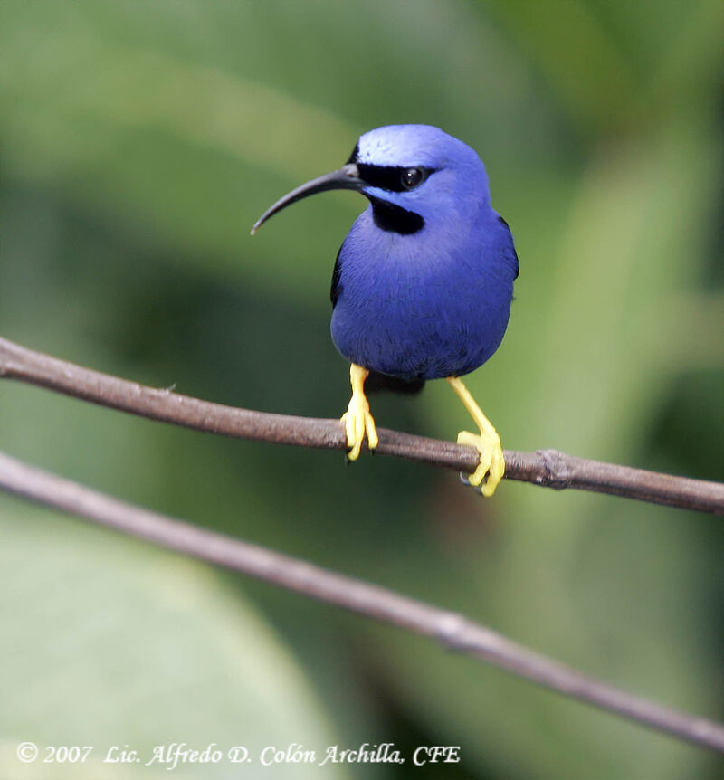 Purple Honeycreeper