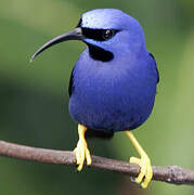 Purple Honeycreeper