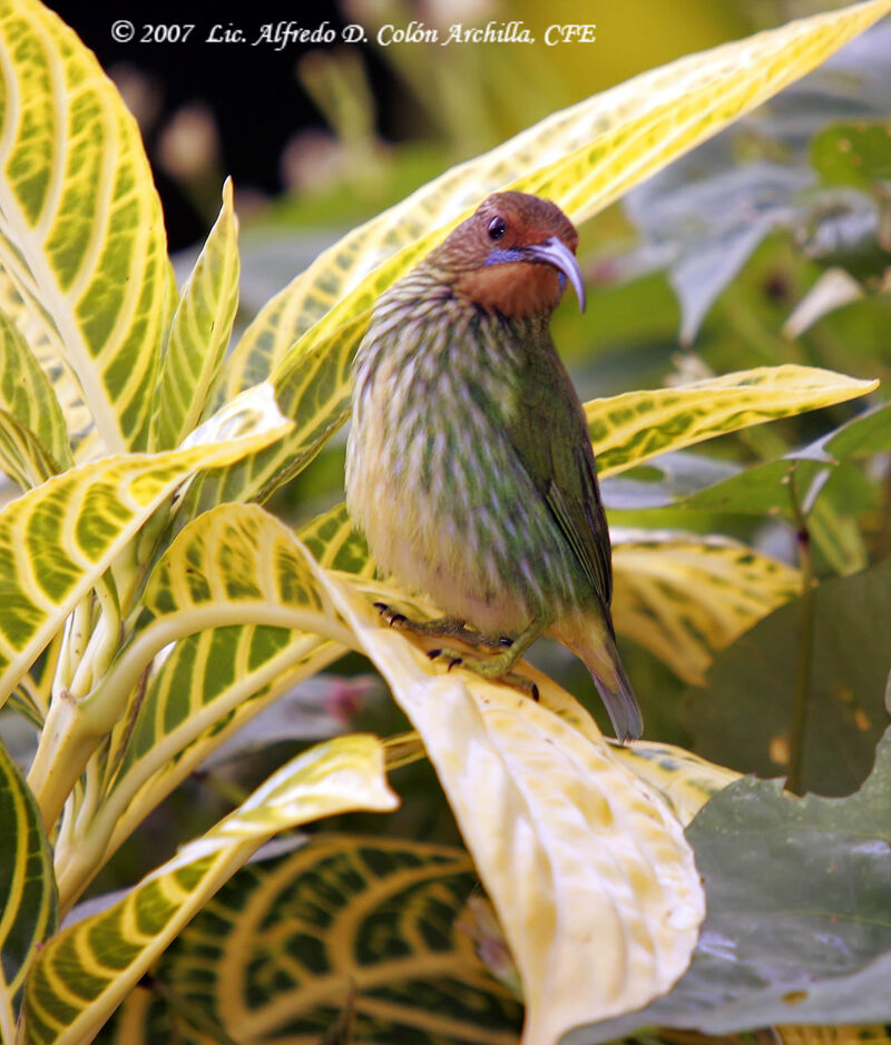 Purple Honeycreeper female