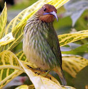 Purple Honeycreeper