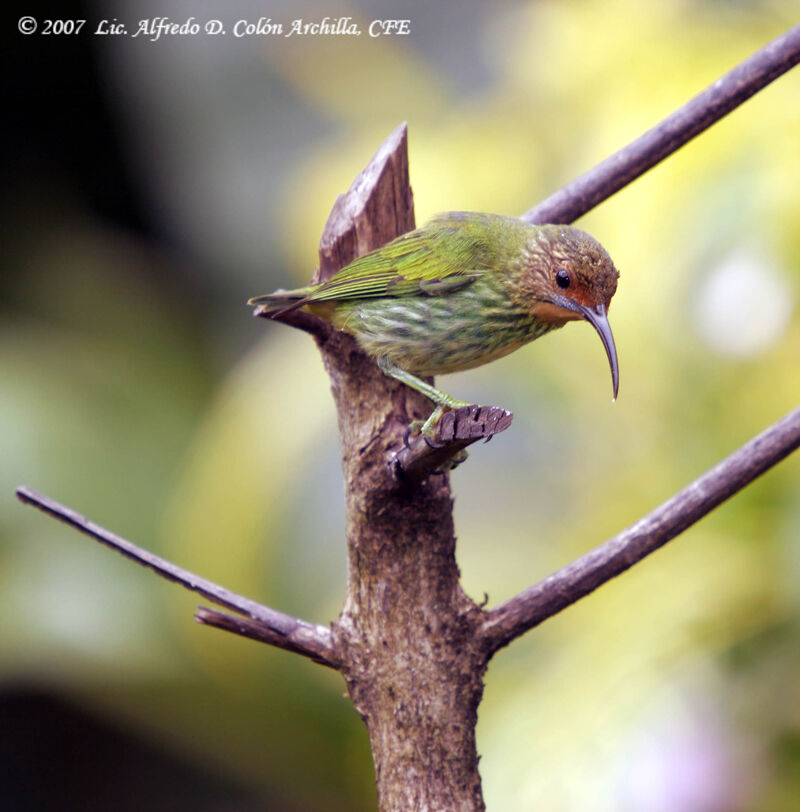 Purple Honeycreeper female