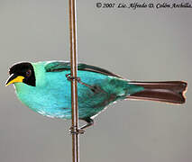 Green Honeycreeper